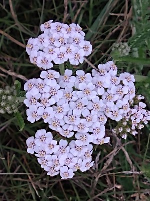 photo of Yarrow