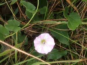 photo of Field Bindweed