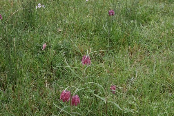 photo of Snake's Head Fritillary