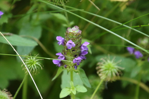 photo of Selfheal