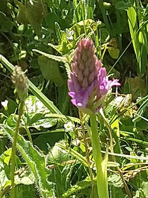 photo of Pyramidal Orchid