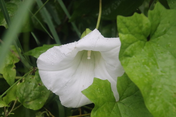 photo of Large Bindweed