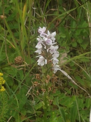 photo of Common Spotted Orchid