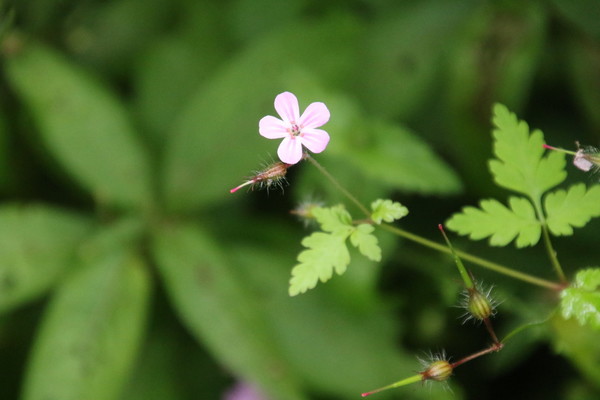 photo of Herb Robert