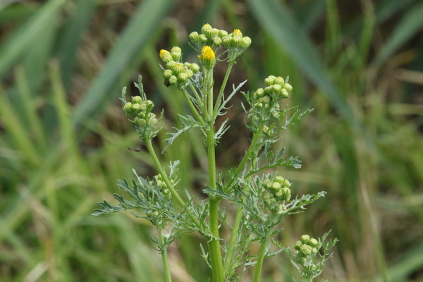 photo of Ragwort
