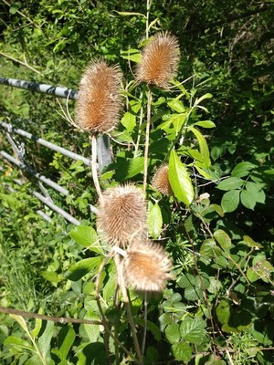 photo of Teasel