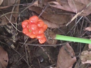 photo of Italian Arum