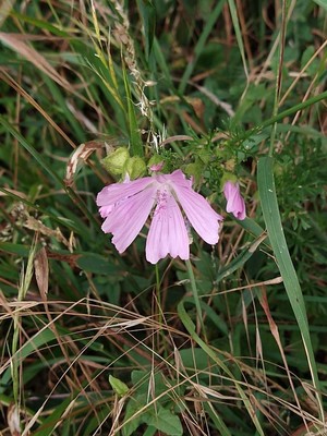 photo of Greater Musk Mallow