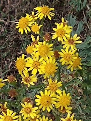 photo of Ragwort