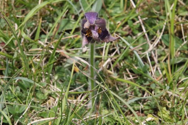 photo of Pasqueflower