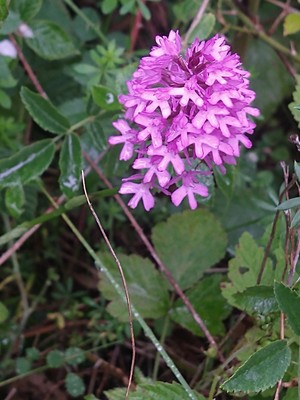 photo of Pyramidal Orchid