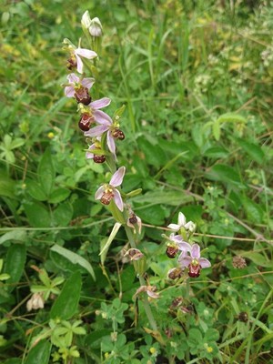 photo of Bee Orchid
