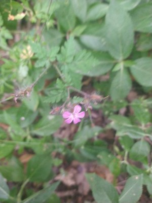 photo of Herb Robert