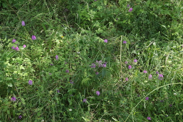 photo of Pyramidal Orchid