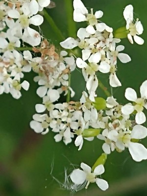 photo of Cow Parsley