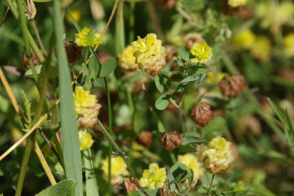photo of Hop Trefoil