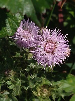 photo of Creeping Thistle