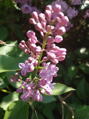 photo of Lilac