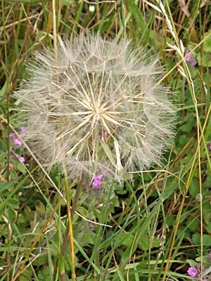photo of Goat's Beard