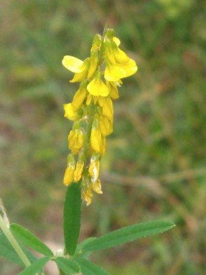 photo of Ribbed Melilot