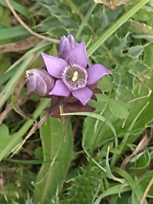 photo of Autumn Gentian