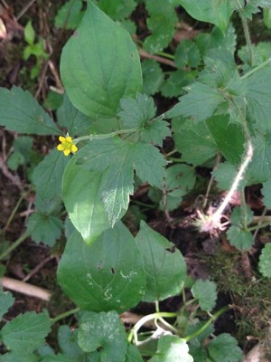 photo of Wood Avens