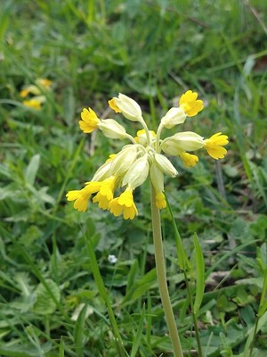 photo of Cowslip