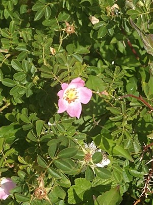 photo of Sweet Briar