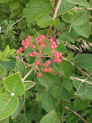 photo of Wayfaring Tree