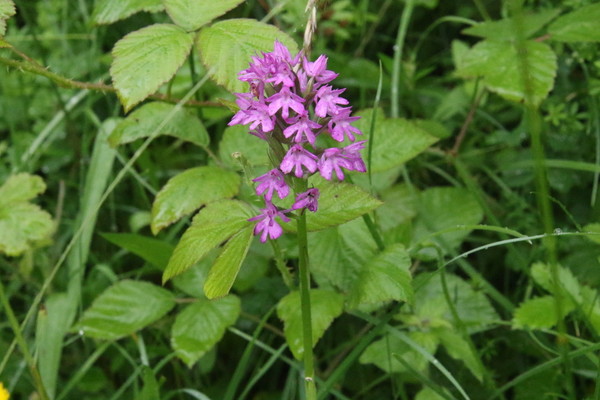 photo of Pyramidal Orchid