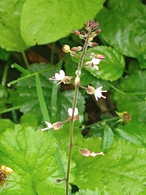 photo of Enchanter's Nightshade