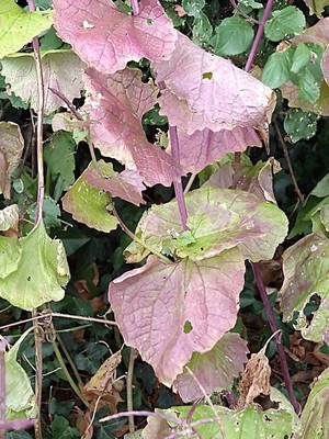 photo of Garlic Mustard