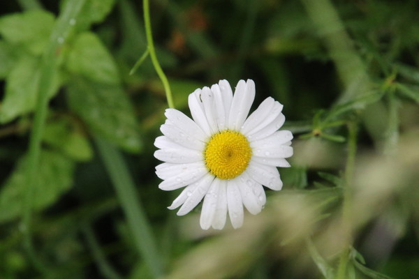 photo of Oxeye Daisy