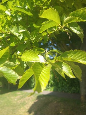 photo of Field Elm