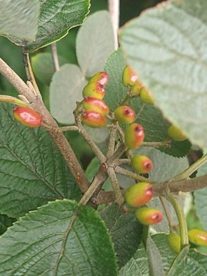 photo of Wayfaring Tree