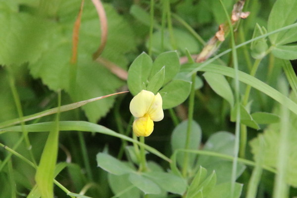 photo of Dragon's Teeth