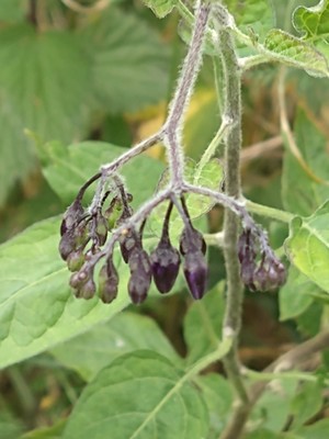 photo of Bittersweet