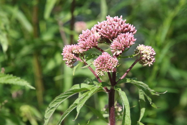 photo of Hemp Agrimony