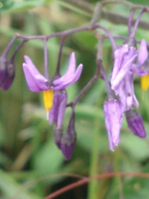 photo of Bittersweet