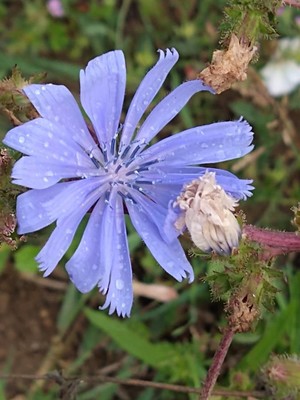photo of Chicory