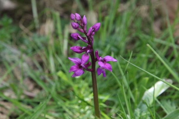 photo of Early Purple Orchid