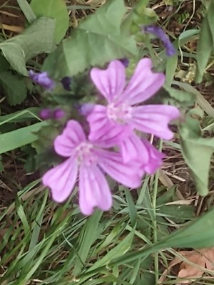 photo of Common Mallow
