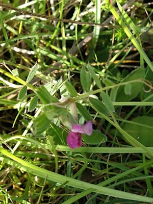 photo of Common Vetch