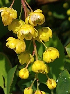 photo of Barberry