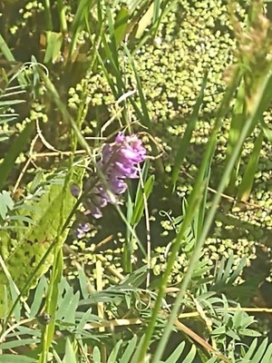 photo of Fodder Vetch