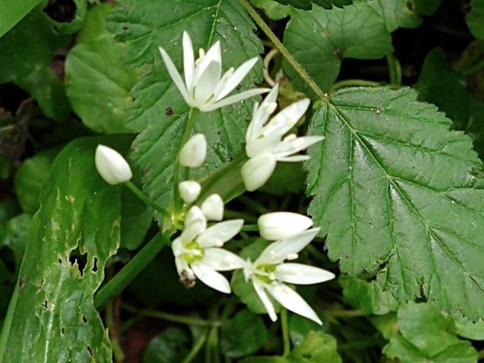 photo of Ramsons