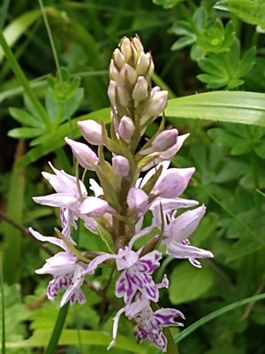 photo of Common Spotted Orchid