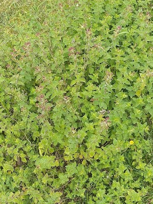 photo of Wild Marjoram