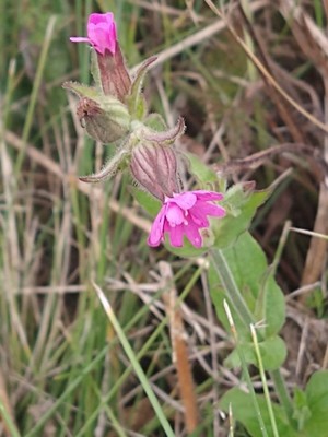 photo of Red Campion