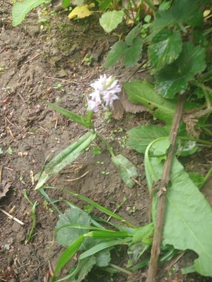 photo of Common Spotted Orchid